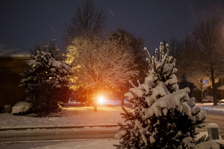 Snow covered trees and falling snow snow winter snow fallingの写真素材
