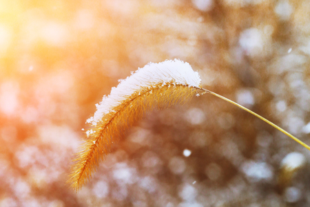 Thickets of tall grass covered by snow in urban landscape snow grassの写真素材