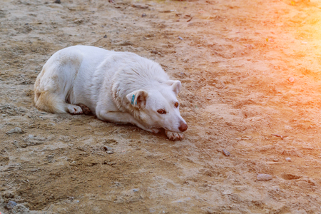 Stray dogs sleeping on the street Homeless stray dog laying at urban roadの写真素材