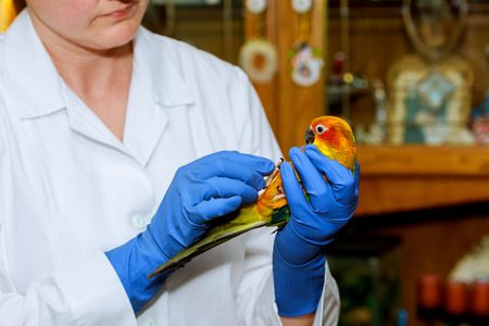 Cute girl at veterinarian with her parrot veterinarian checks the parrot