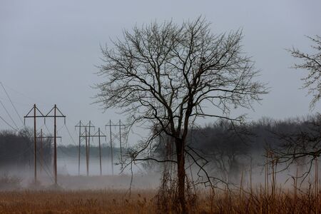 foggy landscape in the greenwood, hornbeam trees, rainy autumn wether, gloomy mood autumn mist fog...
