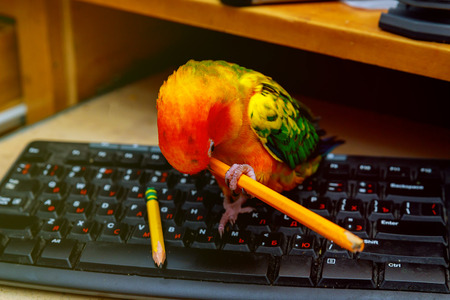 The parrot sits on the keyboard and plays holding with a pencil