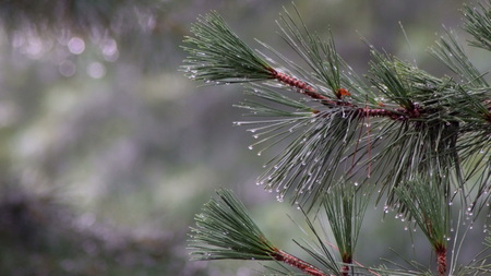 Trees in the rain. Trees under rain. The wind is bending the trees. Rain dropsの写真素材