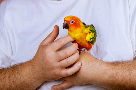 man is playing with parrot sitting on a palm of hand