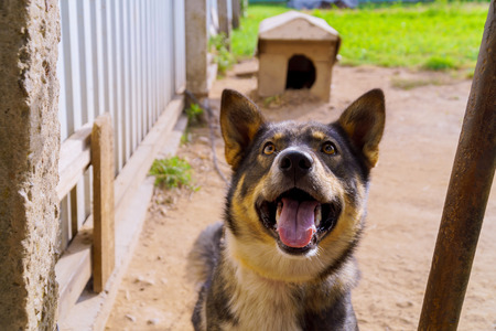 Happy black and white dog looking up home dog in the yardの写真素材