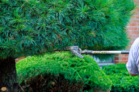Workers were using mower for Gardening. selective focus Trimming Hedges In Backyard