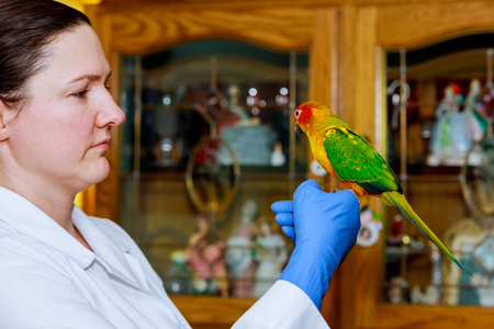 Beautiful young veterinarian feeding parrot in vet clinicの写真素材