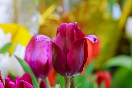 Colored tulips a spring sunny dayの写真素材