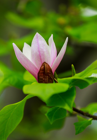 Amazing pink Magnolia flower, close-up view of blooming flowers on a spring day perfectly flower blossoming, springtime, sunny day.の写真素材