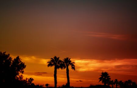 Silhouettes of palm trees during a tropical sunset.の写真素材
