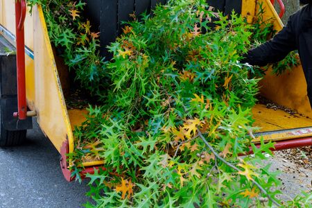 Poplar trunks grinding machine to become chip chipper tree branches cut