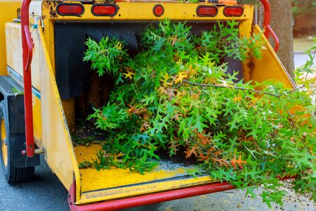 Poplar trunks grinding machine to become chip chipper tree branches cut