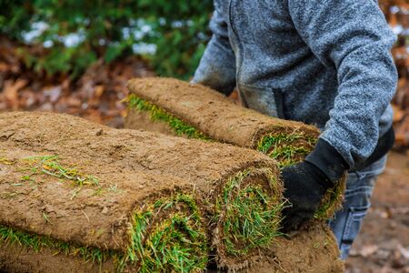 Gardener installing natural grass turf professional installer beautiful rolled sod lawn field.の写真素材