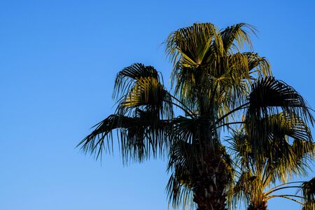 Palms trees on the sky in Arizona landscape USAの写真素材