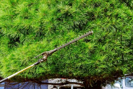 Pruning branches works in the garden, cuts tree branches and bushes.