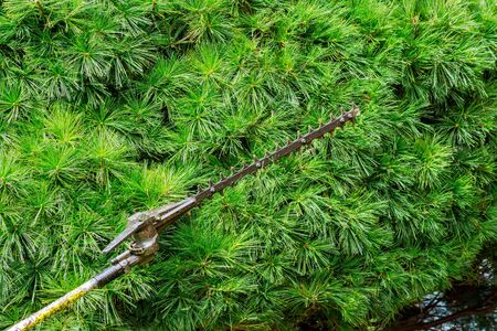 Seasonal pruning trees with pruning shears with cuts tree branches bushes