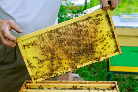 A beekeeper holds a caring for frames near the hives a man checks the hives beekeeping.の写真素材