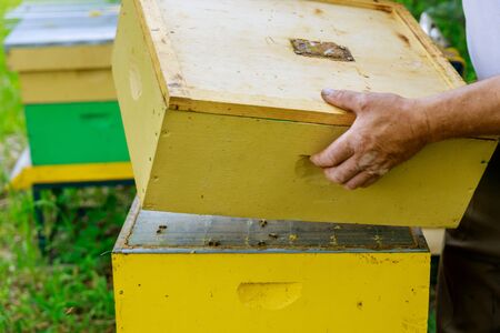 Elderly beekeeper works on prepares the hive to review the life of the bee family