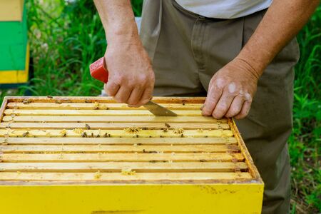 Beekeeper works on takes out frames with honeycombs for check of filling with fresh honeyの写真素材