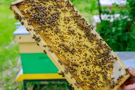 Beekeeper holds a open honeycombs with frame raw organic honey