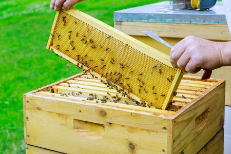 Beekeeper works on takes out frames with honeycombs for check of filling with fresh honey