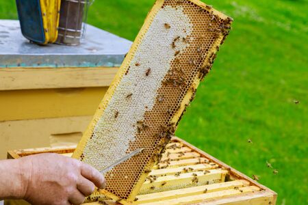 Beekeeper holds a open honeycombs with frame raw organic honey