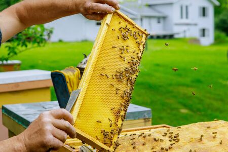 Beekeeper works on takes out frames with honeycombs for check of filling with fresh honey