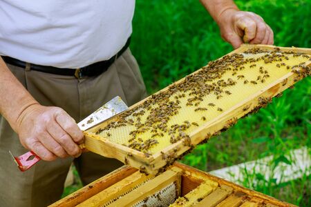 Beekeeper works on takes out frames with honeycombs for check of filling with fresh honey