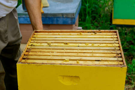 Beekeeper works on takes out frames with honeycombs for check of filling with fresh honey