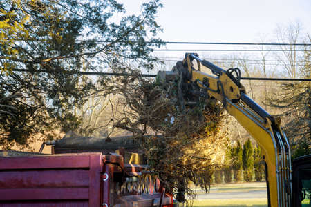 Loading onto a truck old sawn trees are being removed in citiesの写真素材