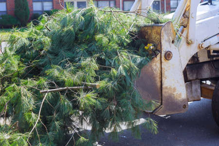 Workers landscapers in the removes extra branches with into a truck