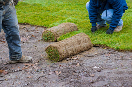 Hands in gardening laying green grass sod rolls installing on the lawnの写真素材