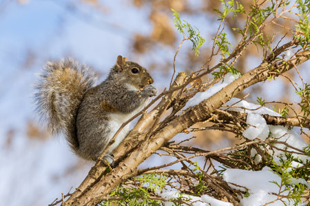 Squirrel eating walnut on a fur tree winter in a forest park