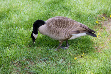 A single greylag goose as they examine a green spring field on the grassの写真素材