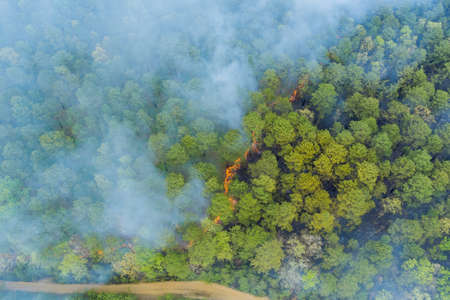 Aerial view a smoke coming from a burnt trees on fire in the forestの写真素材