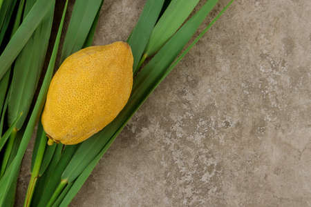 Orthodox Jewish holiday in Sukkoh an etrog on Sukkotの写真素材