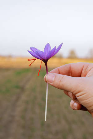 Purple saffron with hand hold flower on a field during flowering