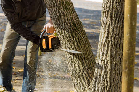 Utility worker cutting trees in park with sawn wood chainsaw