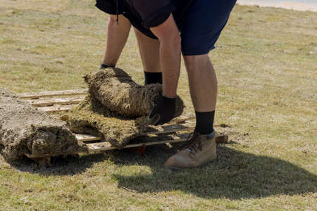 Applying rolled green grass with laying sod for new lawn applying turf rolls