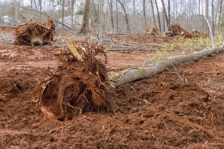 Under construction site area of tree stump removal roots into forest with preparing land for housing...