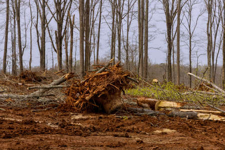 Preparing land for housing new complex construction of uprooted tree from the ground on the stumps tree removalの写真素材
