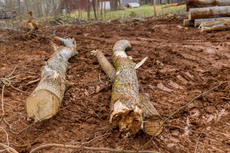 Construction site the trees that have been felled cut into logs to clear land for new development
