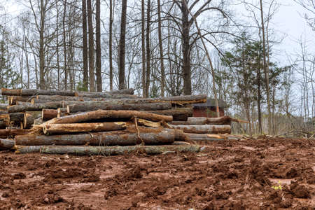 Trees that have been felled cut into logs to clear land for new development in construction site