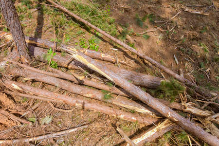 After removing the forest, digging up tree stumps trees for the purpose of preparation of land for...