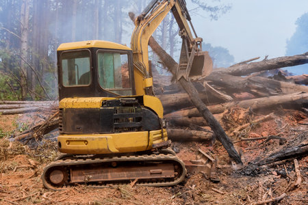 In process of removing uprooted trees that have been burned land will be prepared order to build...