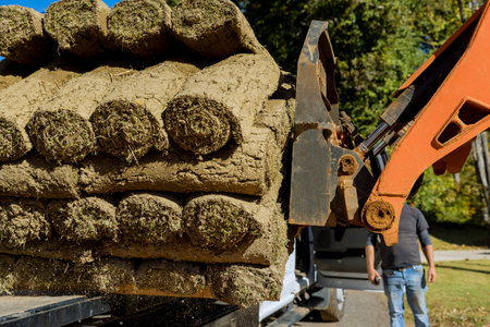 Forklift boom truck unloading green grass turf rolls on pallets for landscaping in construction siteの写真素材