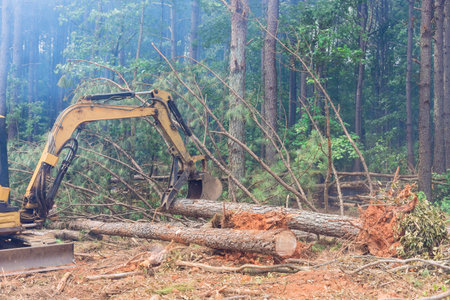 Tractor manipulator is used in deforestation process pull down trees raise logs to clearing land for housing construction.の写真素材