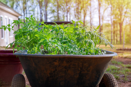 Tomato seedling in its seedling tray, ready to be transplanted into groundの写真素材