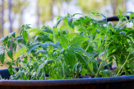 Tomato seedling is ready to be transplanted into soil after it has been grown in seedling trayの写真素材