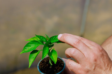 Farmer examines greenhouse to see if there are any pepper seedlings of good qualityの写真素材